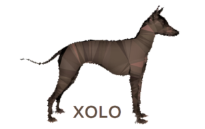 xolo 1 xolo logo 725356