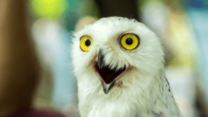 Scared owl 900x506 1