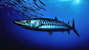 Barracuda sea